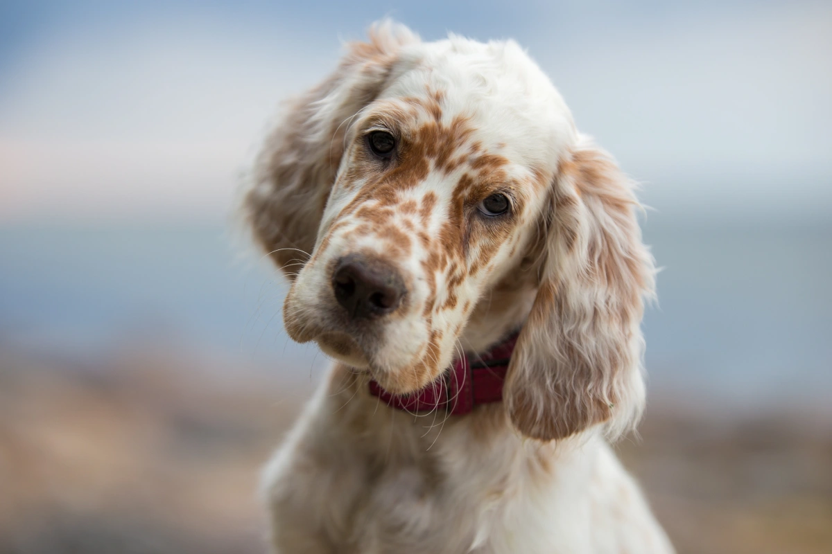 April Is Allergy Awareness Month – Complimentary Allergy Vaccine Consultations All Month Long