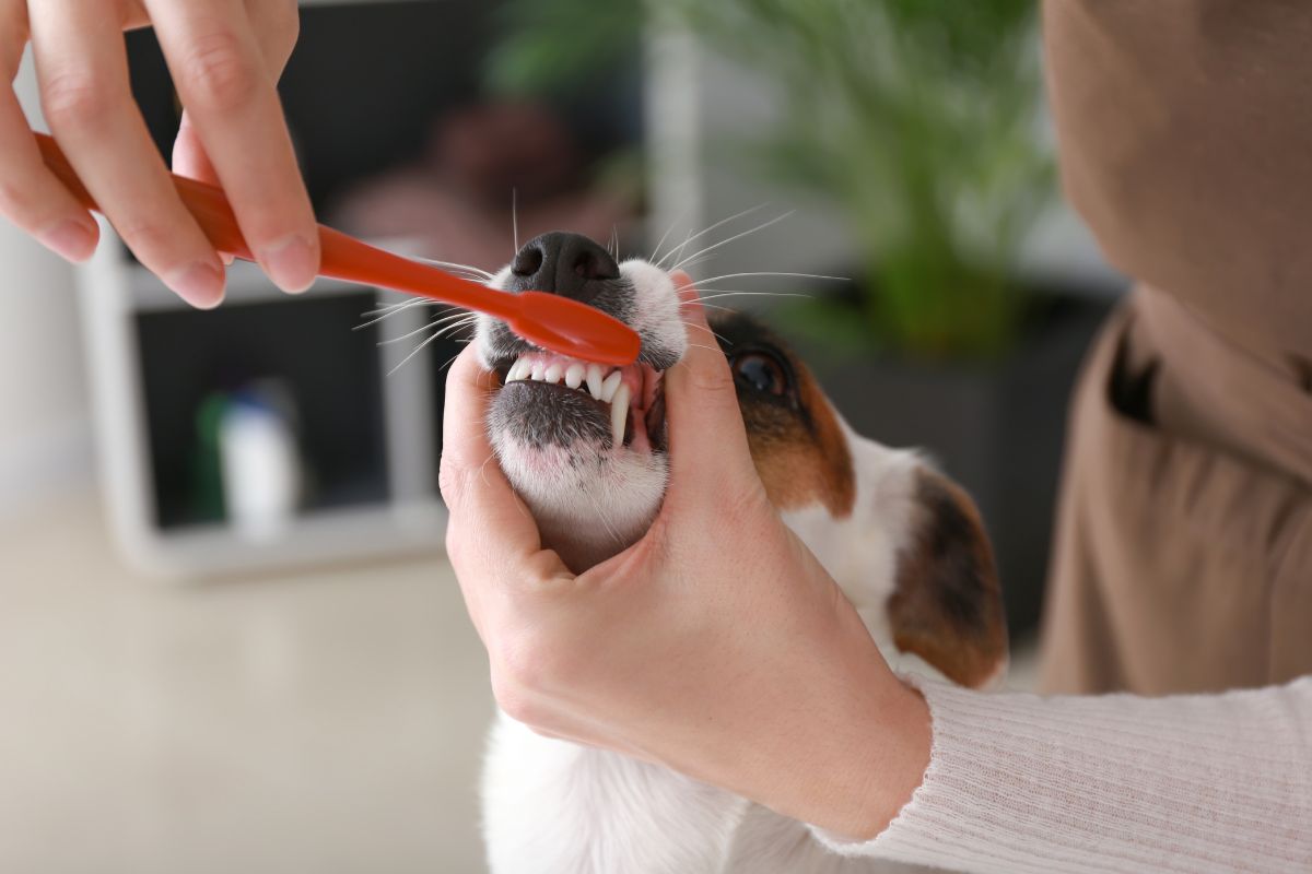 How Often Should You Schedule Pet Dental Checkups? A Vet’s Guide for Tenafly Residents