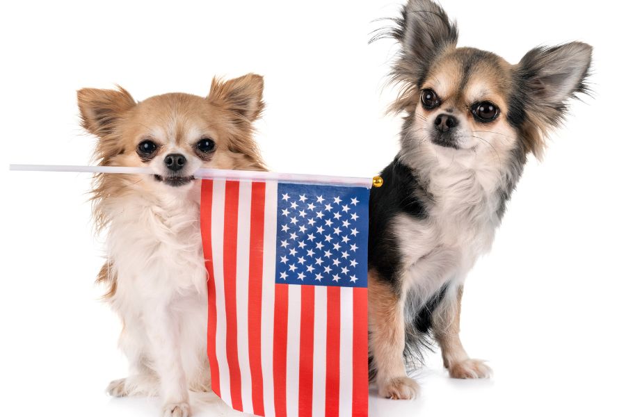 Beat the Heat: Keeping Your Furry Friend Cool and Hydrated During July 4th Festivities