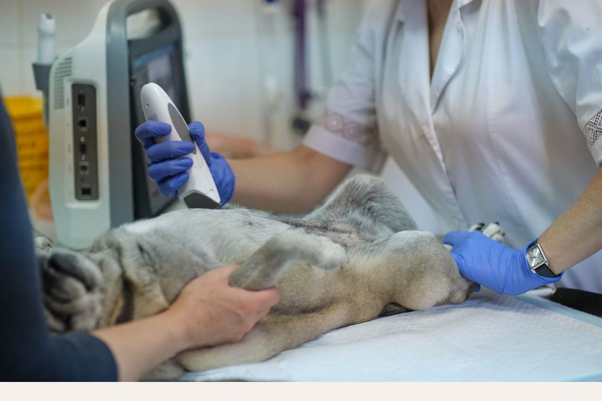 Can Cat Gingivitis Heal on Its Own? Understanding Your Feline’s Oral Health