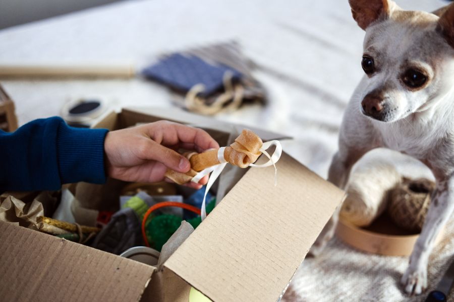 Fun DIY Toys & Games to Keep Your Pet Busy Indoors
