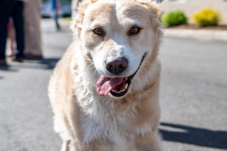 Cat Dental Basics: Teeth Development From Kittenhood to Adulthood
