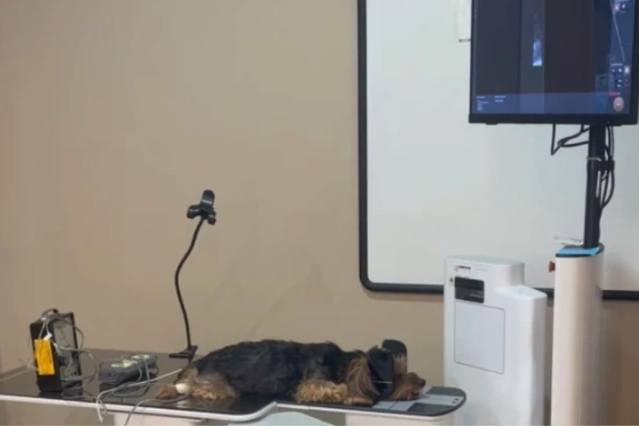 How to Recognize Signs of Nutritional Deficiency in Pets