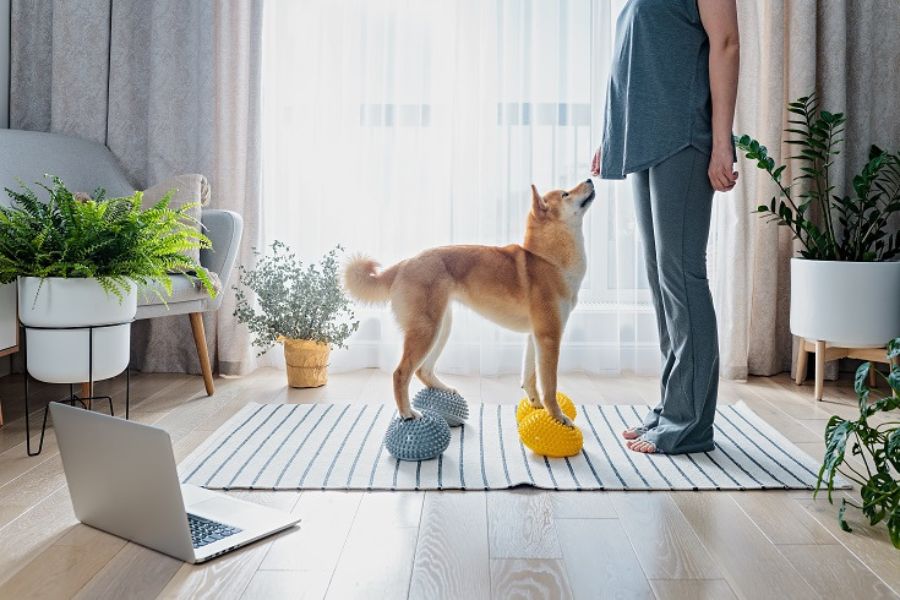 Silent Signals: Understanding Your Pet’s Body Language for a Deeper Connection