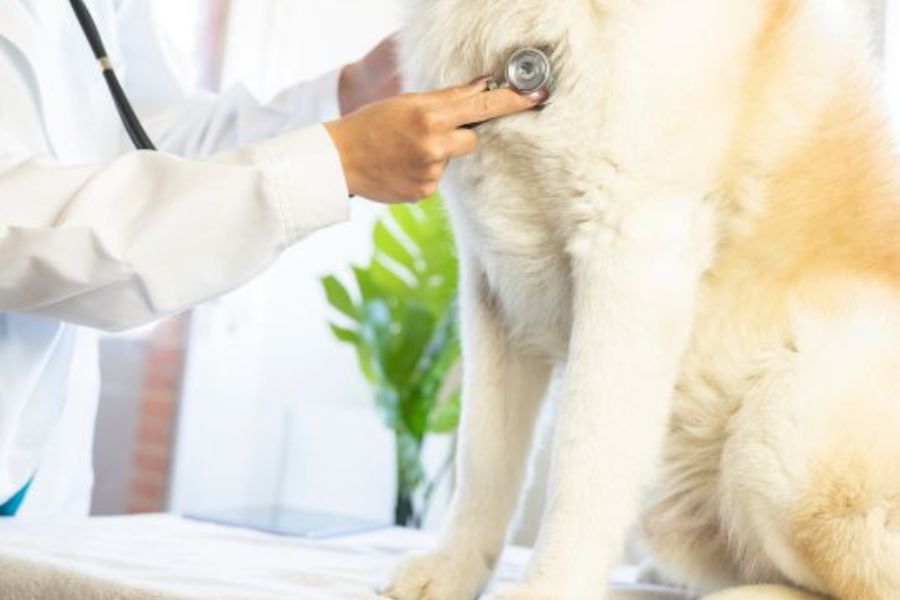 How Caring for a Pet Builds Routine and Fights Depression