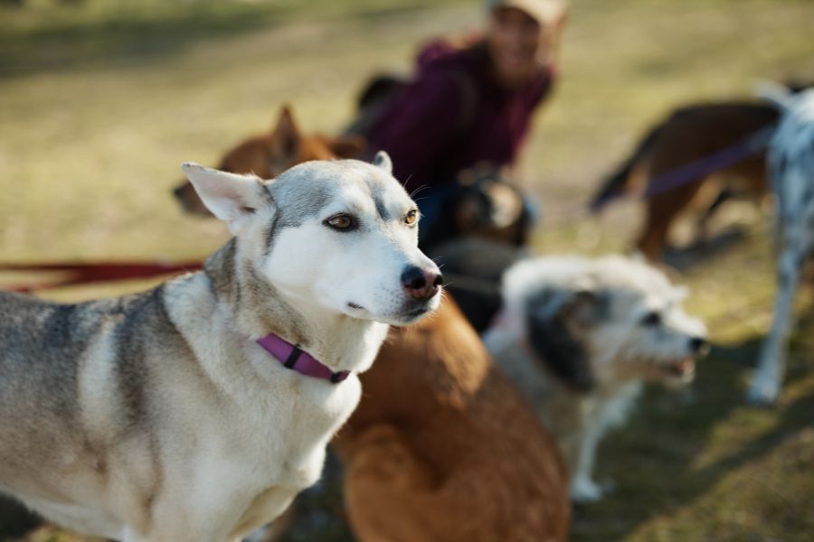 Active Families Rejoice: Best Dog Breeds for an Active Lifestyle