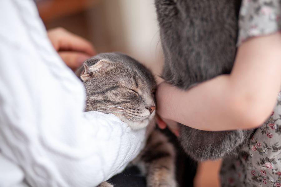 Best Pets for Reducing Anxiety and Depression