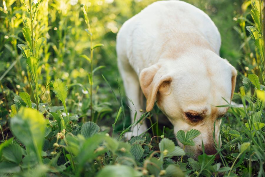 How Boredom and Anxiety Lead to Grass Eating in Dogs