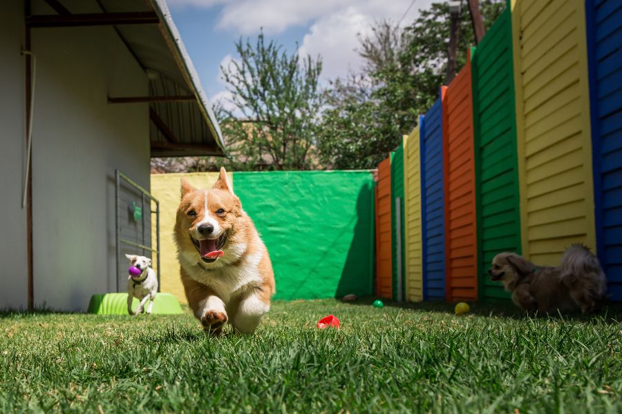 Safety Standards Every Dog Daycare Should Follow