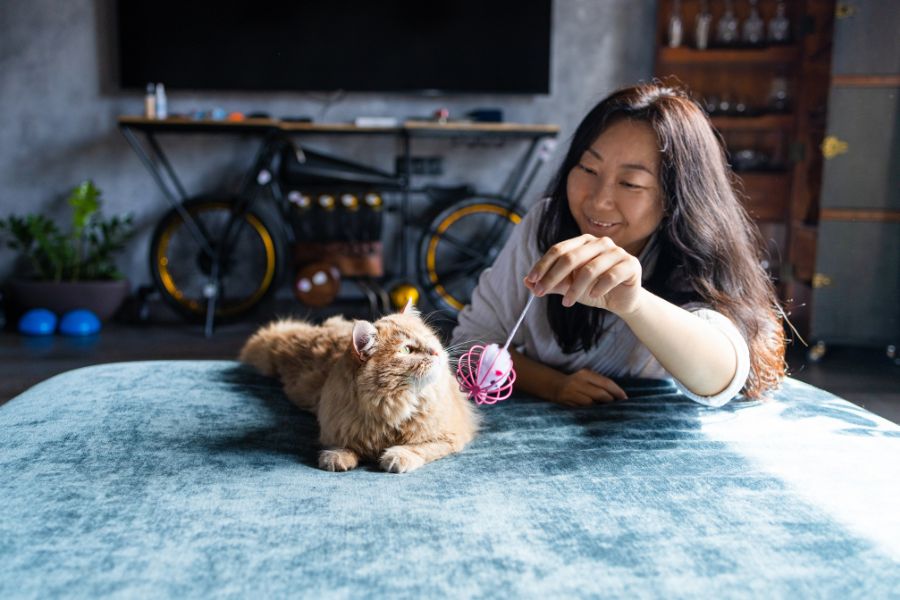 Pet Lifestyle for Multi-Pet Homes: Ensuring Harmony Among Companions
