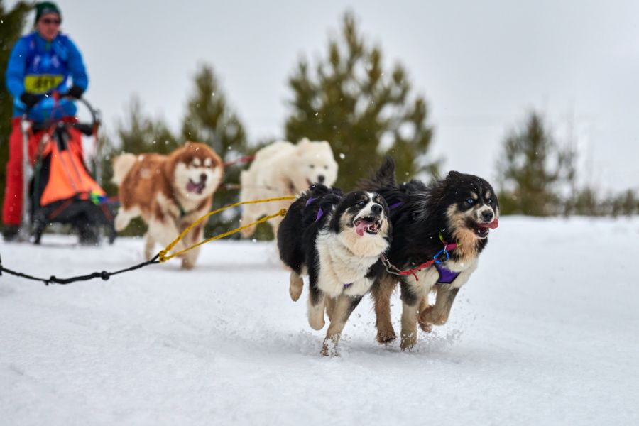 How to Keep Your Dogs and Cats Comfortable All Winter Long