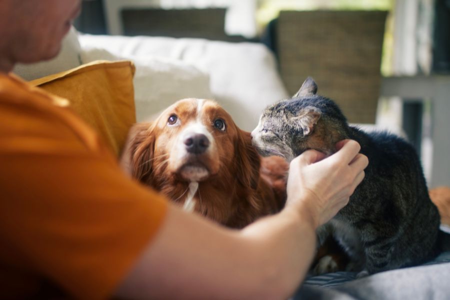 10 Essential Tips to Keep Your Senior Pet Healthy and Happy