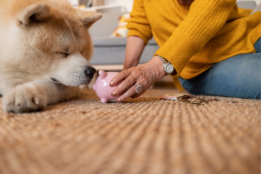 Grooming Needs for Older Pets: Tips for Comfort and Hygiene