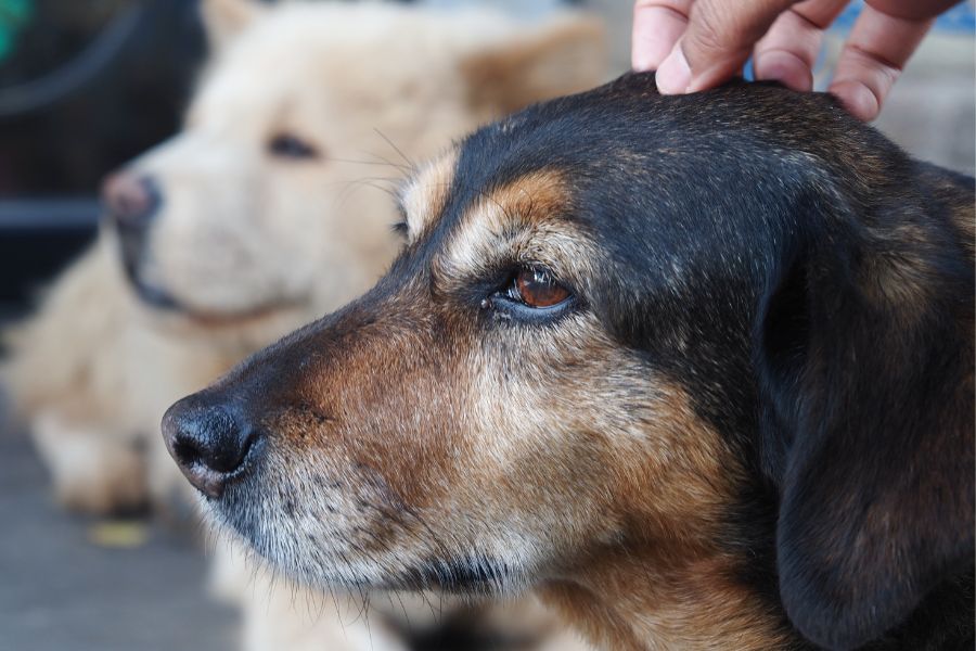 How to Create a Senior Pet Wellness Plan with Your Veterinarian