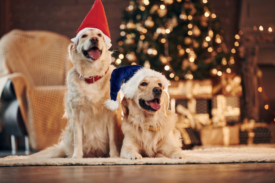 Keeping Dogs Comfortable and Safe During the Christmas Winter
