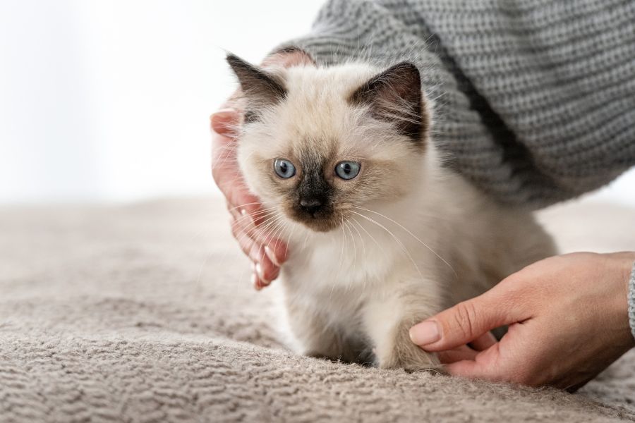 Cat Growth Chart: When Do Kittens Become Fully Grown?