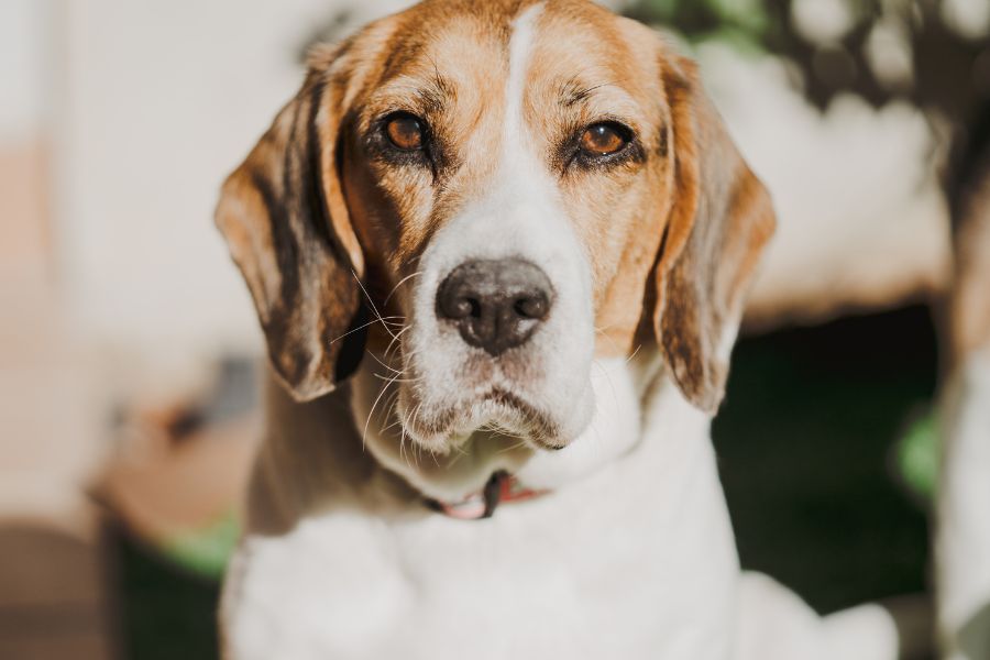 American English Coonhound Grooming and Coat Care Guide