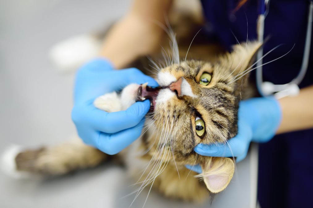 Cat Dental Basics: Understanding Teeth Development From Kittenhood to Adulthood