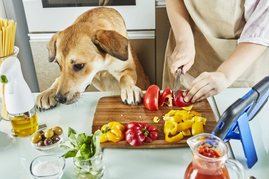 Best Dog Food for Chicken Allergies: Safe & Nutritious Alternatives