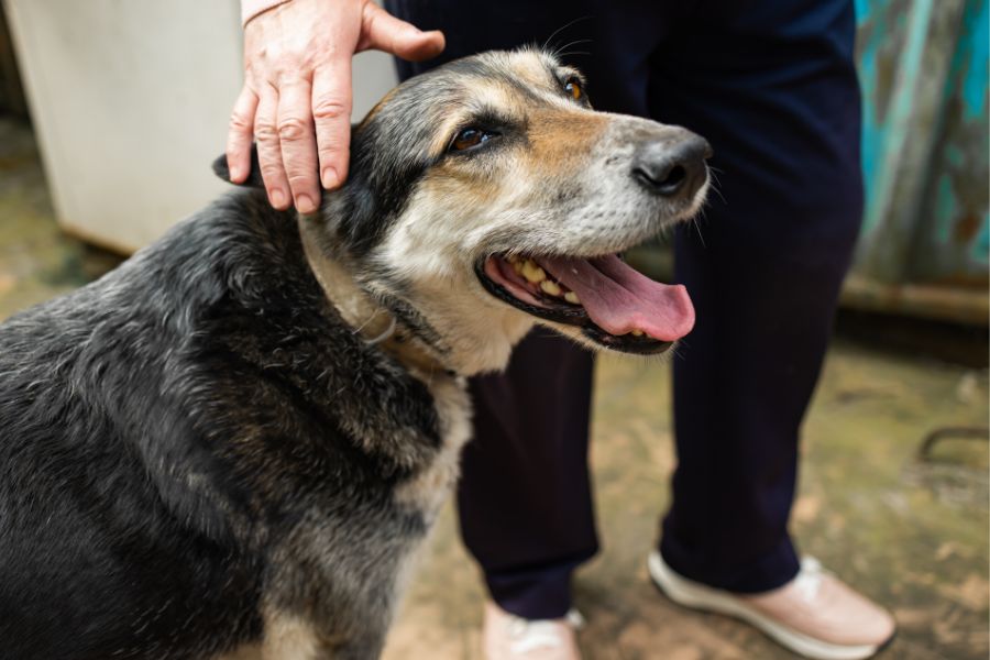 Best Ways to Improve Your Senior Dog’s Quality of Life