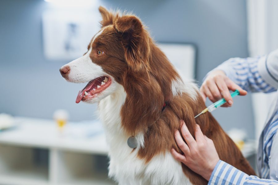 Core Dog Vaccines