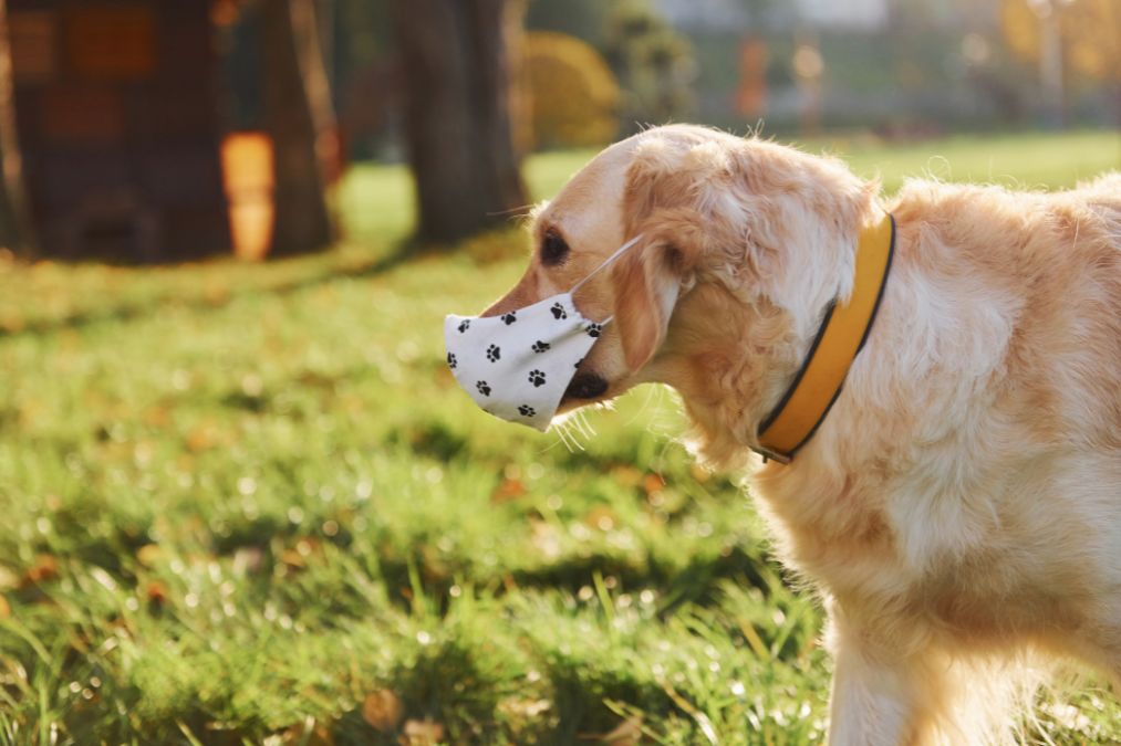 Understanding Pet Allergies: Common Triggers and Proven Relief Strategies