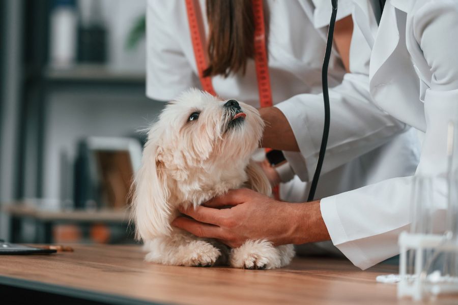 When to See a Veterinarian for Suspected Neoplasia in Dogs