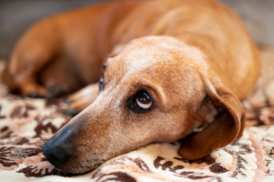 Signs of Pet Illness