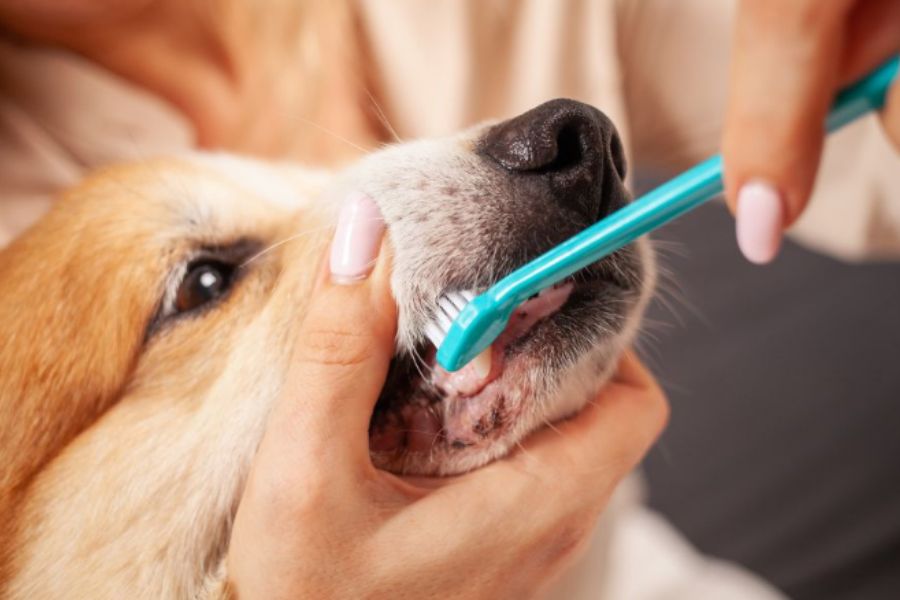 The Hidden Dangers of Poor Dental Care in Pets