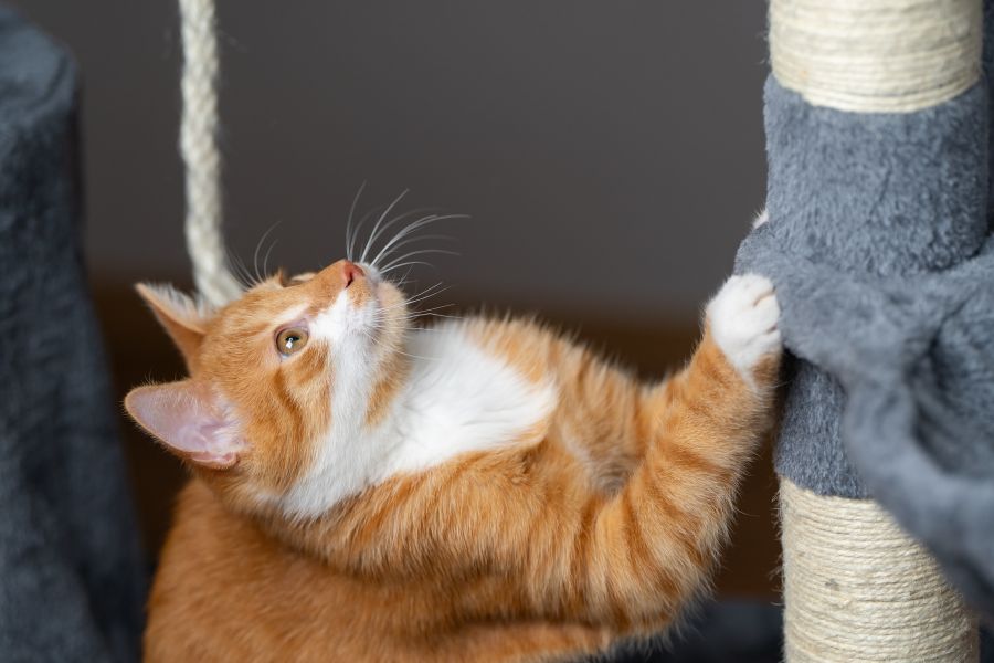 Cat Scratching Problems? Here’s How to Protect Your Furniture