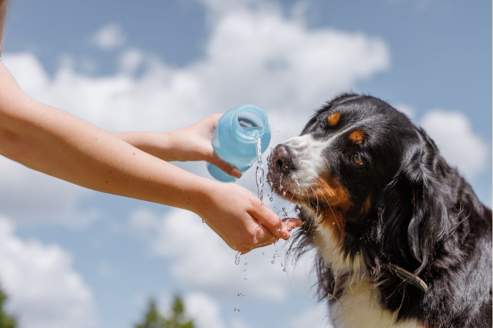 Summer Pet Care Guide