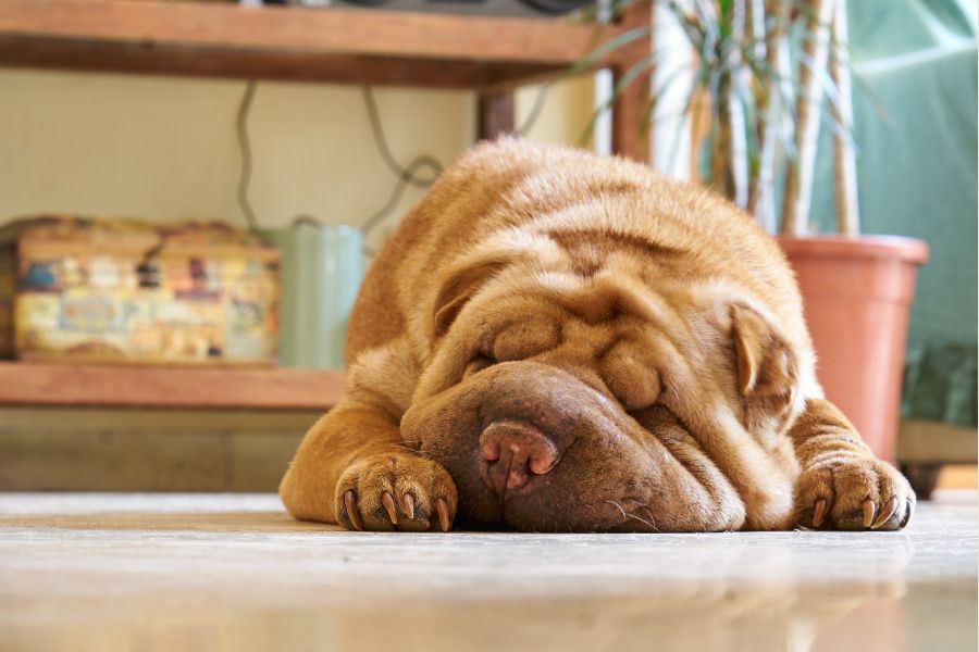 Healthy Treats for Overweight Dogs