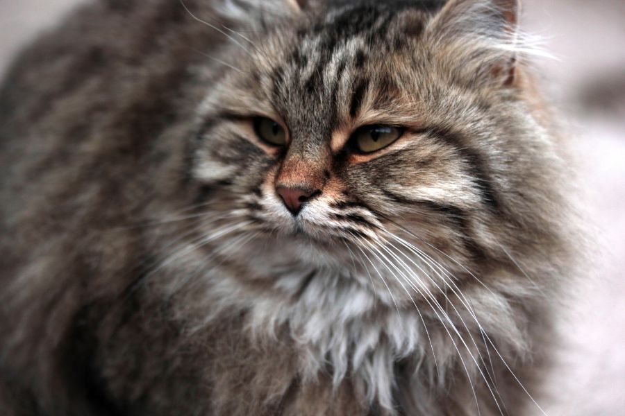 Low-Allergen Cat Breeds Perfect for Sensitive People