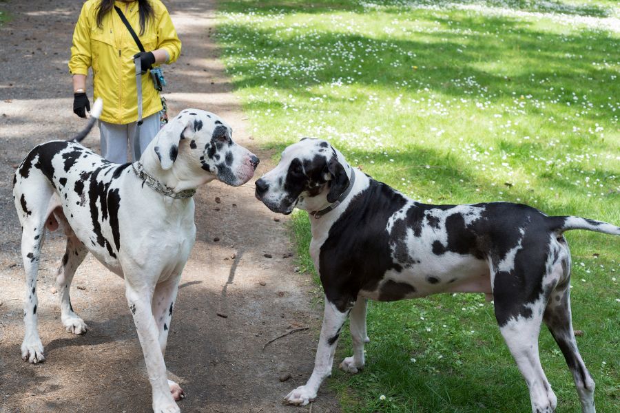 Great Dane Lifespan vs Other Large Breeds