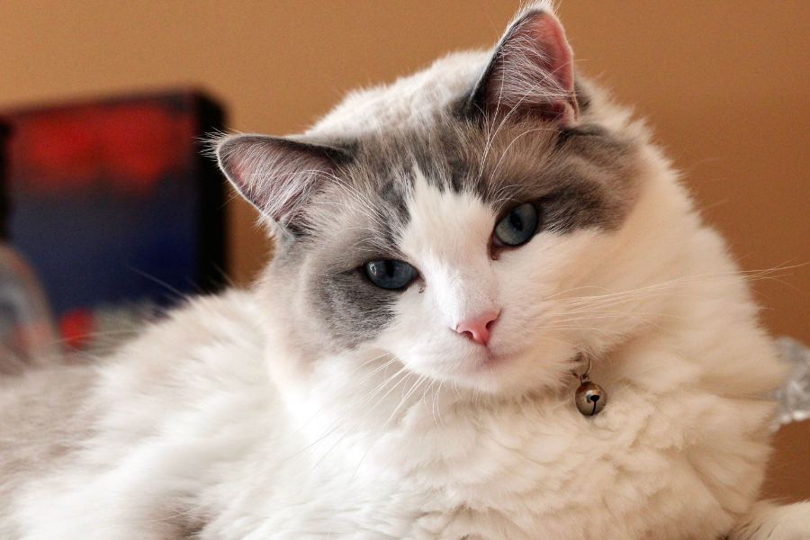 Ragamuffin Cat Health Issues: What Every Owner Should Watch For