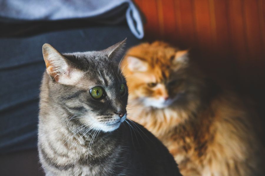 Life Stages of Cats
