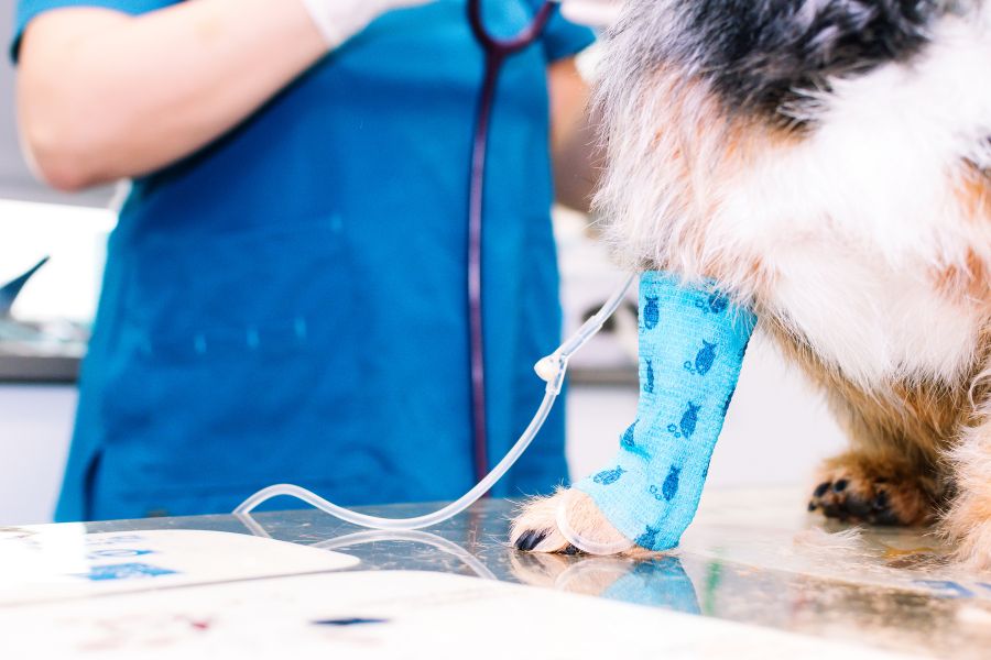 Orthopedic Recovery
