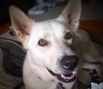 Ginny