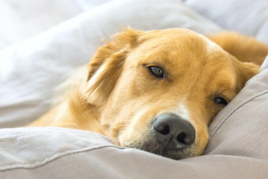 Vomiting in Pets
