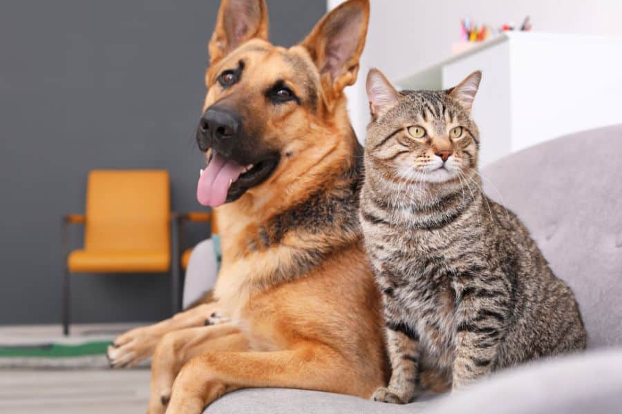 pet wellness plan