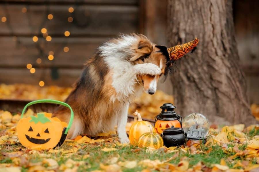 Halloween Pet Safety